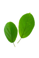 Grass jelly leaves Cincao isolated White background