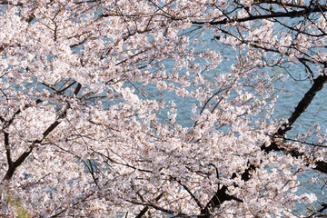 Full bloom sakura cherry blossom flowers against river background.