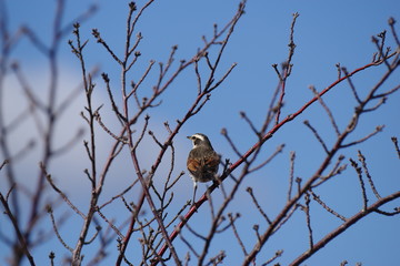 バードウォッチング　ツグミ