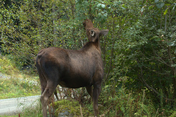 Alaska Moose Family