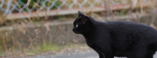 黒猫