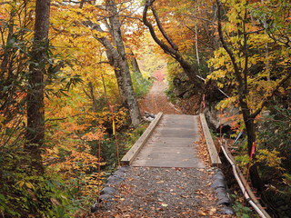 Obraz premium 乳頭温泉の紅葉の散歩道