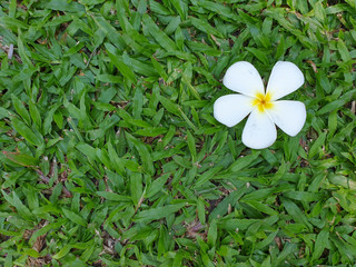 White plumeria flowers put on green grass background. Horizontal, copy space