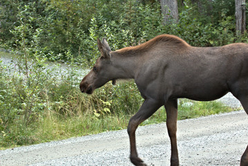 Alaska Moose Family