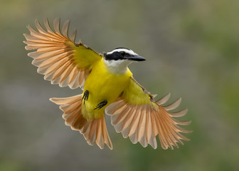 Great Kiskadee
