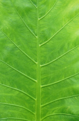 close up on green leaf texture background