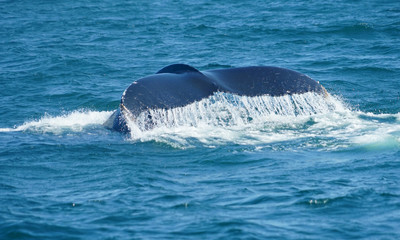 tail of humpback whale in the ocean during whale watch trip