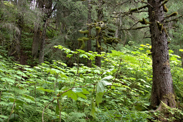 Alaska Rain Forest