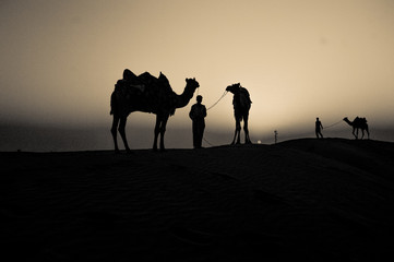 Fototapeta na wymiar Camel evening Time in thar desert 