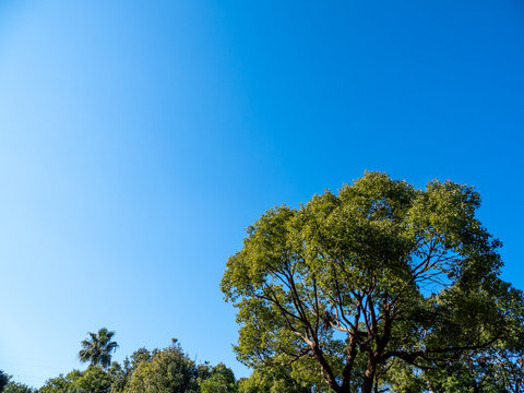 冬晴れの青空と常緑樹
