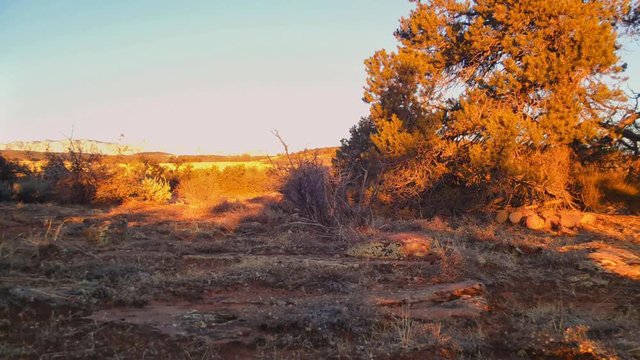 A completely wild bobcat walks from right to left through a southwest desert landscape in Southern Utah in early morning light.