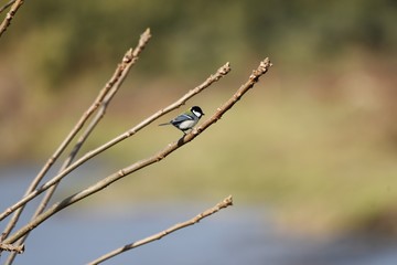 Japanese tit lives in low elevation forests and marshes and eats fruits, seeds and insects.