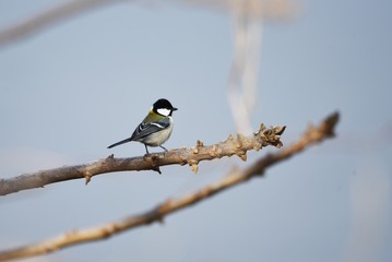 Japanese tit lives in low elevation forests and marshes and eats fruits, seeds and insects.