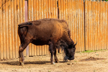 European bison (Bison bonasus), also known as wisent, auroch in a paddock at farmyard
