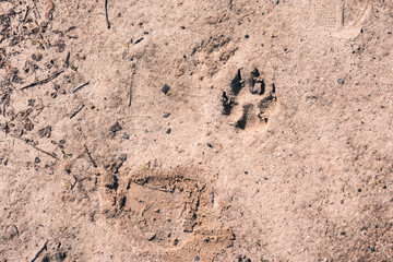 Large dog trail on the sand in the forest.