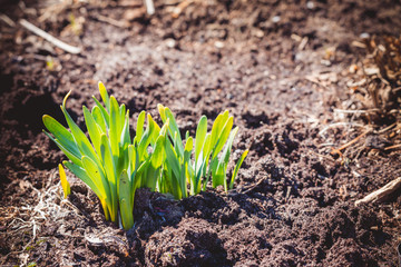 The first green sprouts of flowers came out of the ground on spring day.
