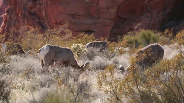 A group of desert big horned rams grazes together on winter browned grass among creosote bushes, cholla cactus and sagebrush.