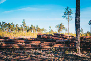 Cut and felled pine trees in the forest to clean the area.