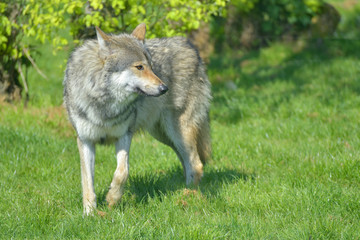 European grey wolf, Canis lupus lupus