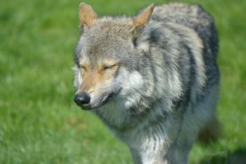 Naklejka na ściany i meble European grey wolf, Canis lupus lupus
