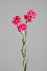 カーネーション