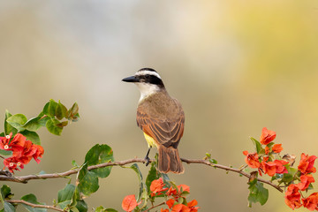 Great Kiskadee