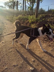 Husky siberiano