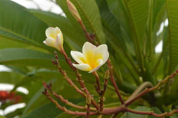 Fototapeta premium white and yellow color Flowers 