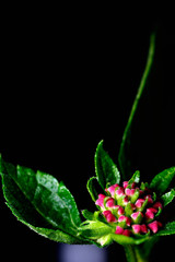 Lantana camara flower