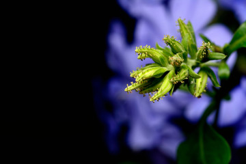 plumbago auriculata flower