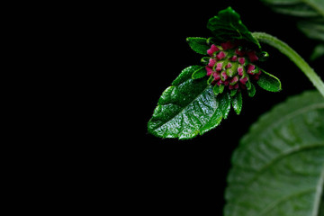 Lantana camara flower