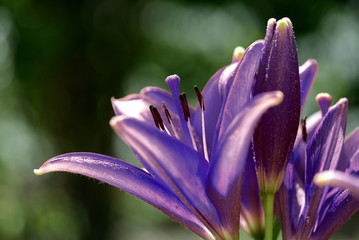 Unusual blue lily flowers in the summer garden closeup