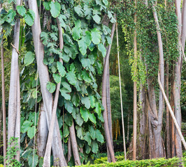 Banyan tree