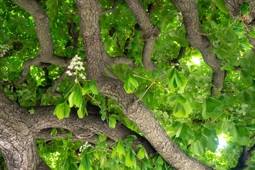 Beautiful scene of fresh green leafs and  big tree branches for background , copy psace