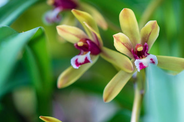 Beautiful orchid flower of Cymbidium finlaysonianum on tree in natural background. Cymbidium Finlaysonianum on a tree in nature Thai native orchid species have dark yellow flowers.