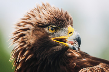 Eagle's Look
