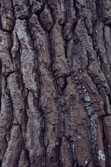 rough tree bark background close up