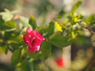 Obraz na płótnie Canvas Red rose flower arrangement Beautiful bouquet on blurred of nature background symbol love Valentine Day