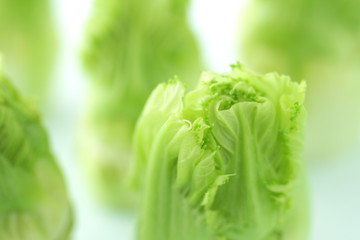 春野菜の蕾菜のクローズアップ