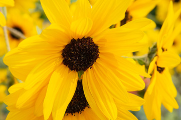 Close up beautiful blooming yellow Sunflowers in the garden