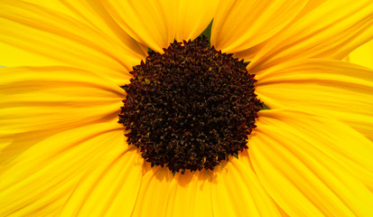 close up blooming yellow sunflower as background
