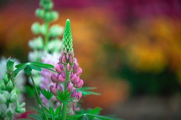 Obraz premium Most beautiful pink and white Lupines, flower from New Zealand with blurred colorful flowers background 