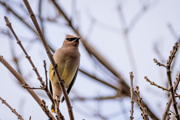 A Cedar Waxwing (Bombycilla cedrorum) perched on a branch, San Francisco bay area, California