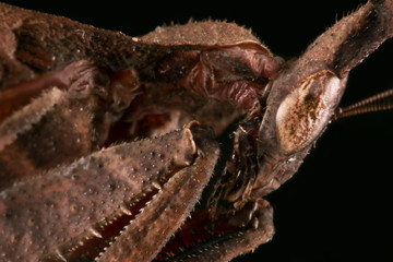 Brown Ghost Mantis Body Muscle