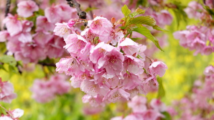 河津桜と菜の花　大井松田　0409