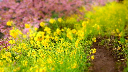 河津桜と菜の花　大井松田　0467