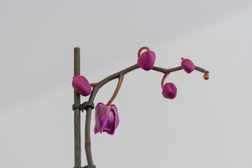 Geschlossen Orchideeblüten auf weiß