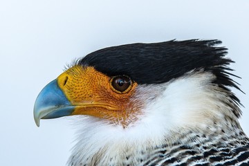Closeup shot of the head of a majestic eagle on a white background