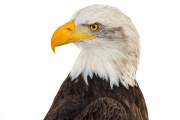 Closeup shot of a majestic eagle on a white background