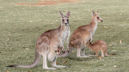 Kangaroos with Joey (baby) in pouch